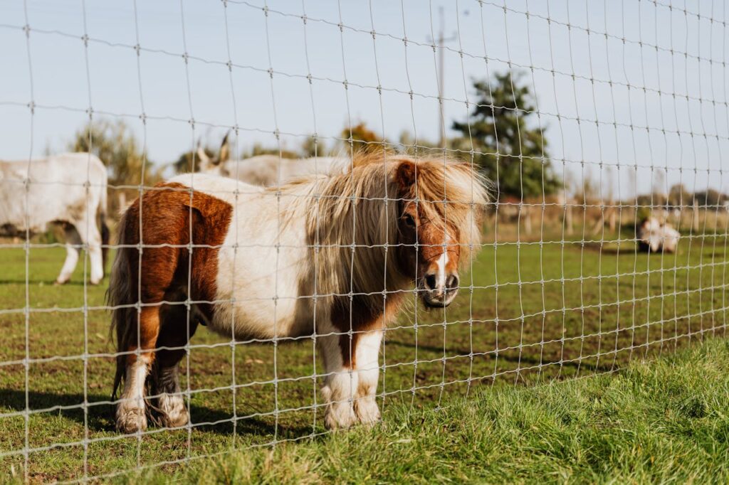 ponykamp